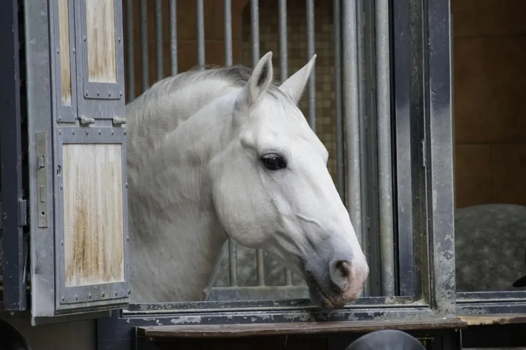 Spanish Riding School Guided Tour